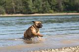 BULLMASTIFF 031